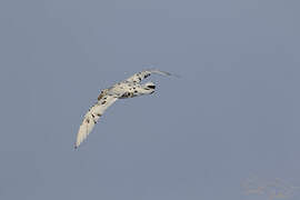 Southern Giant Petrel