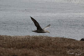 Southern Giant Petrel