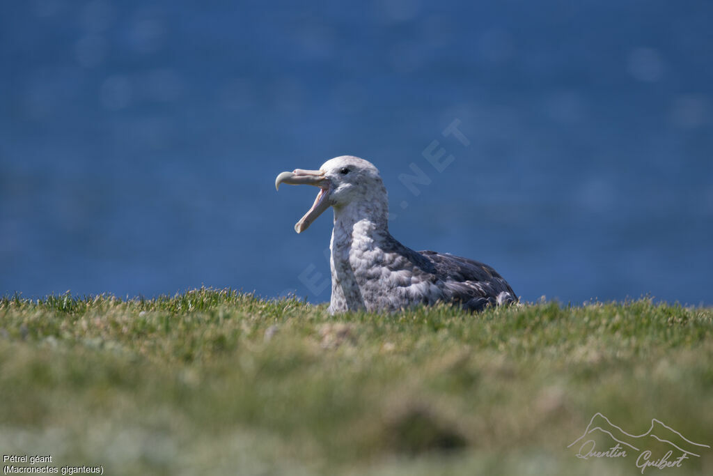 Southern Giant Petrel