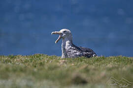 Southern Giant Petrel