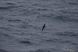 Great-winged Petrel