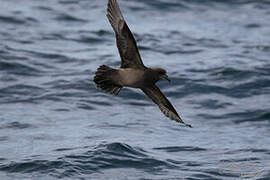 Great-winged Petrel