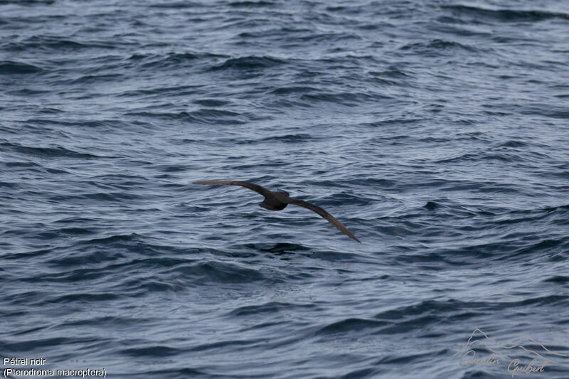 Great-winged Petrel