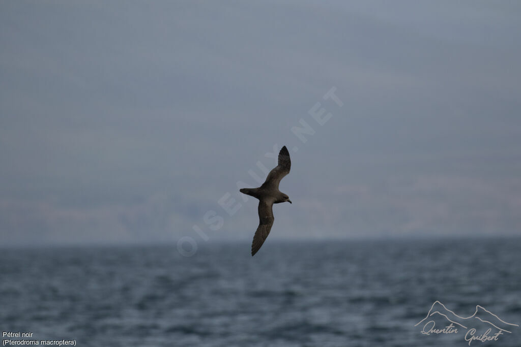 Great-winged Petrel, Flight