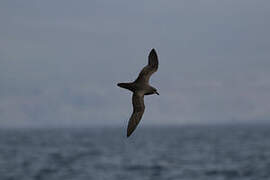 Great-winged Petrel