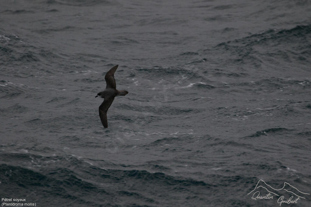 Soft-plumaged Petrel