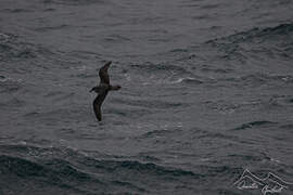 Soft-plumaged Petrel