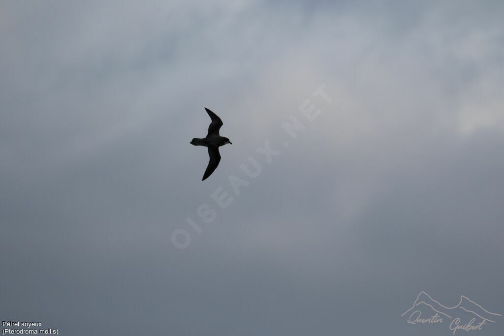 Soft-plumaged Petrel, identification, Flight