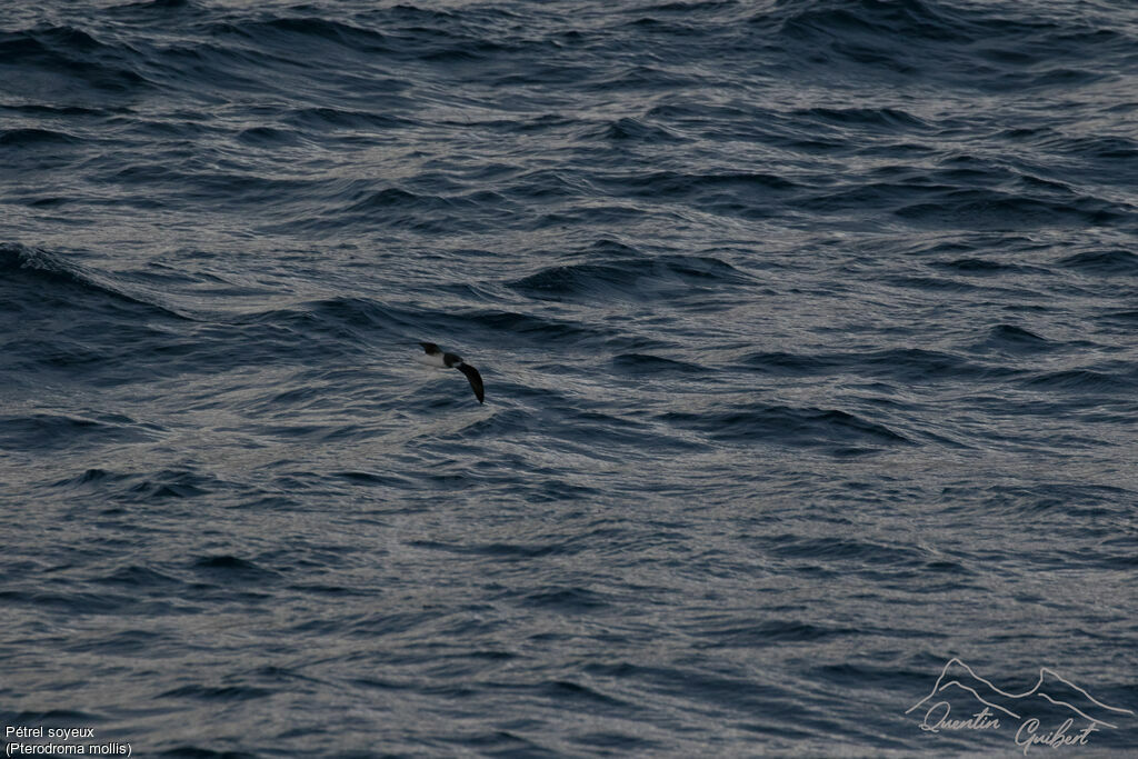 Soft-plumaged Petrel