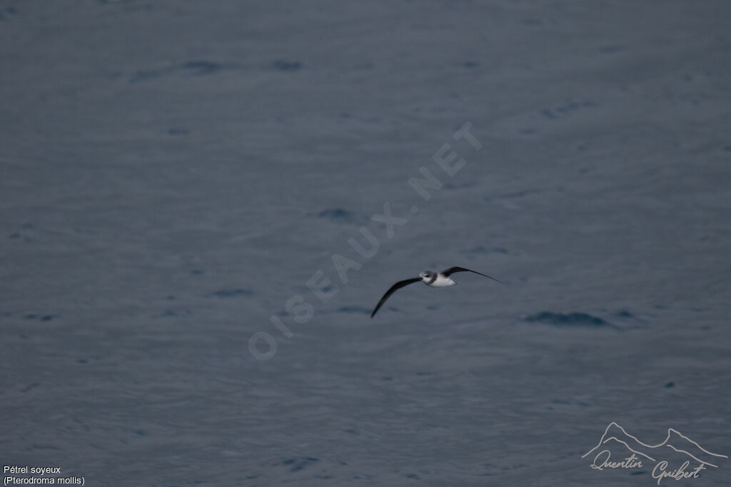 Soft-plumaged Petrel