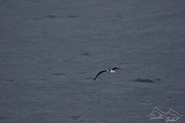 Soft-plumaged Petrel