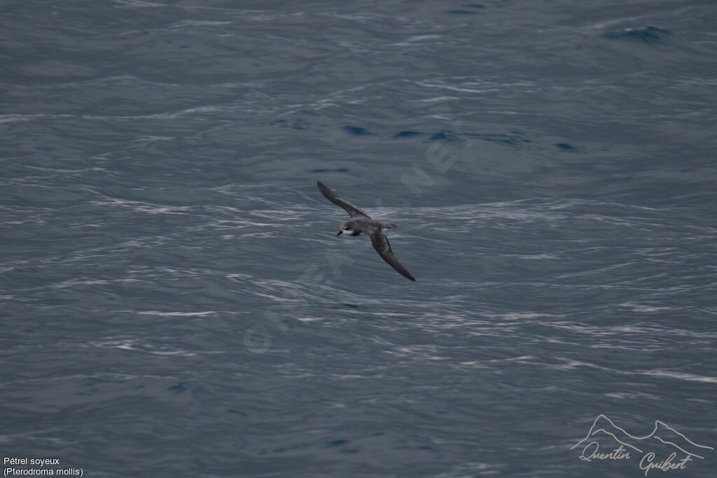 Soft-plumaged Petrel