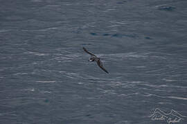 Soft-plumaged Petrel