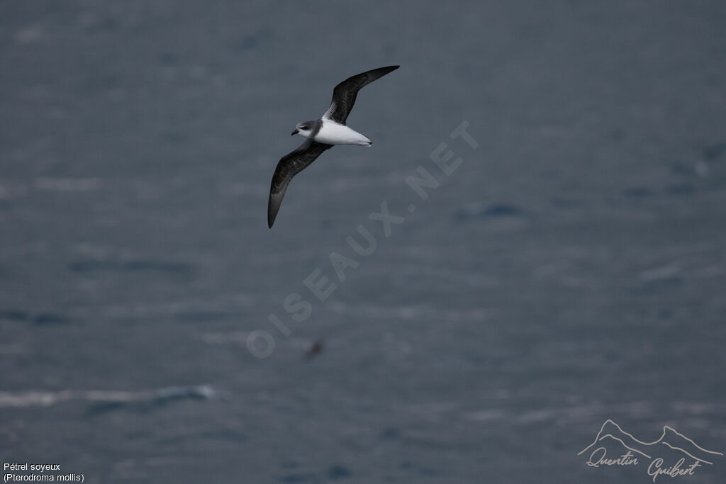 Soft-plumaged Petrel