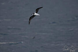 Soft-plumaged Petrel