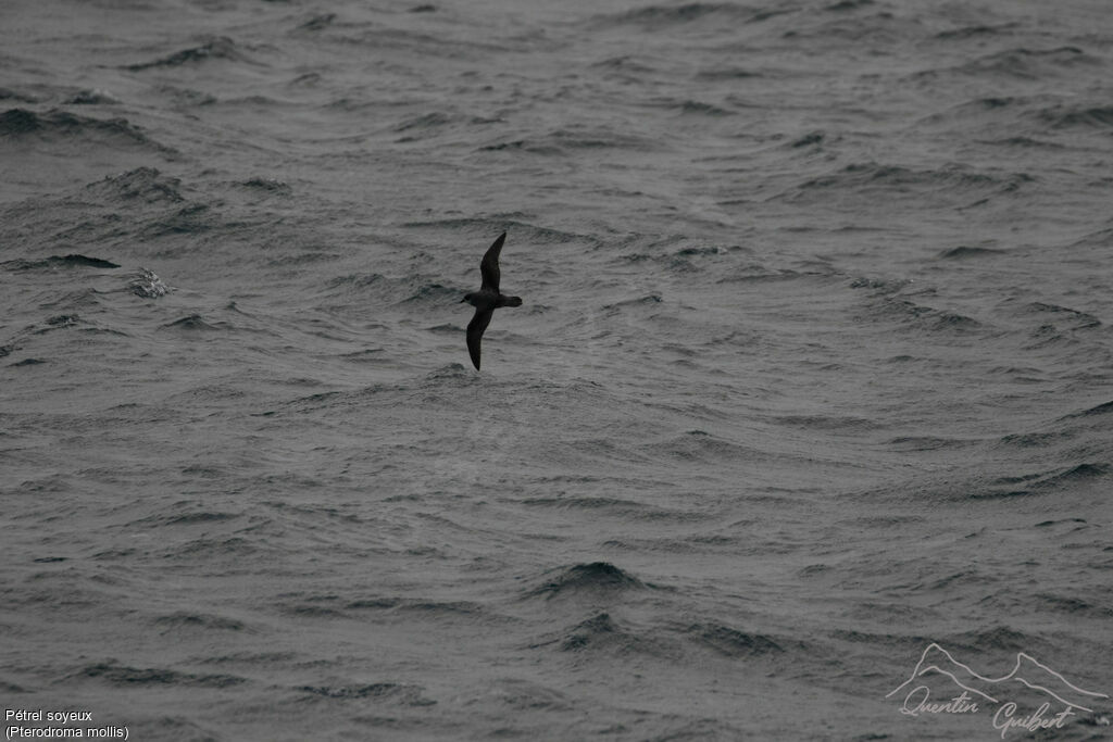 Soft-plumaged Petrel