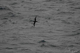 Soft-plumaged Petrel