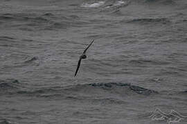 Soft-plumaged Petrel