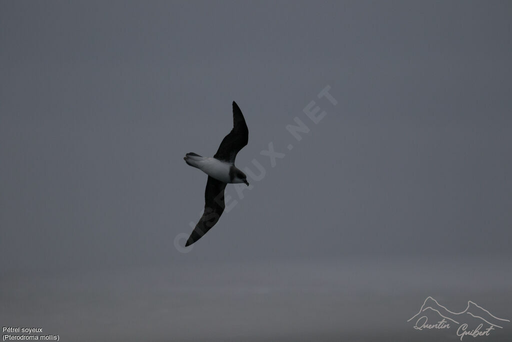 Soft-plumaged Petrel