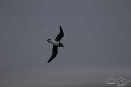 Soft-plumaged Petrel