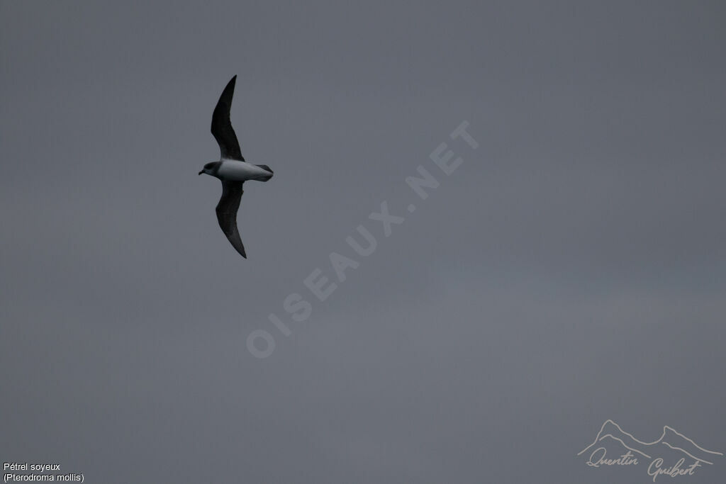 Soft-plumaged Petrel