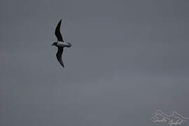 Soft-plumaged Petrel