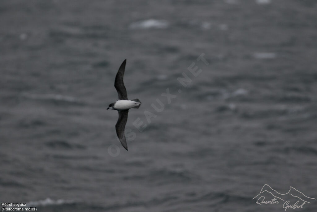 Soft-plumaged Petrel