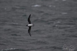 Soft-plumaged Petrel