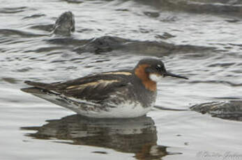 Phalarope à bec étroit