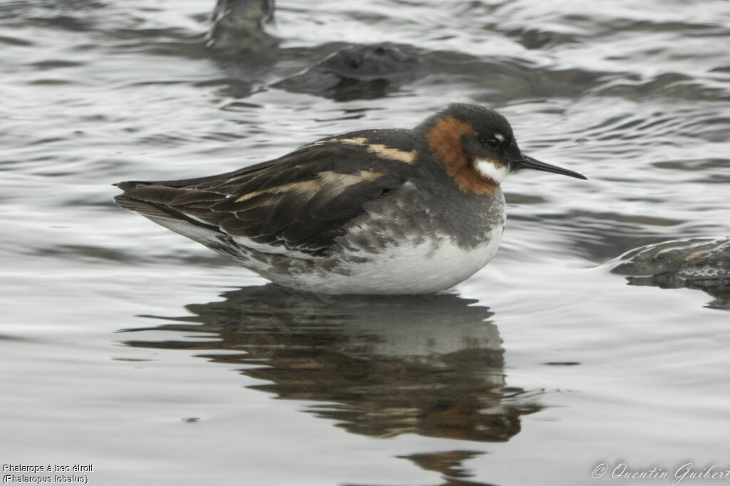 Phalarope à bec étroit femelle adulte, identification