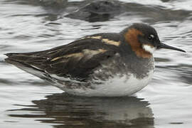 Red-necked Phalarope