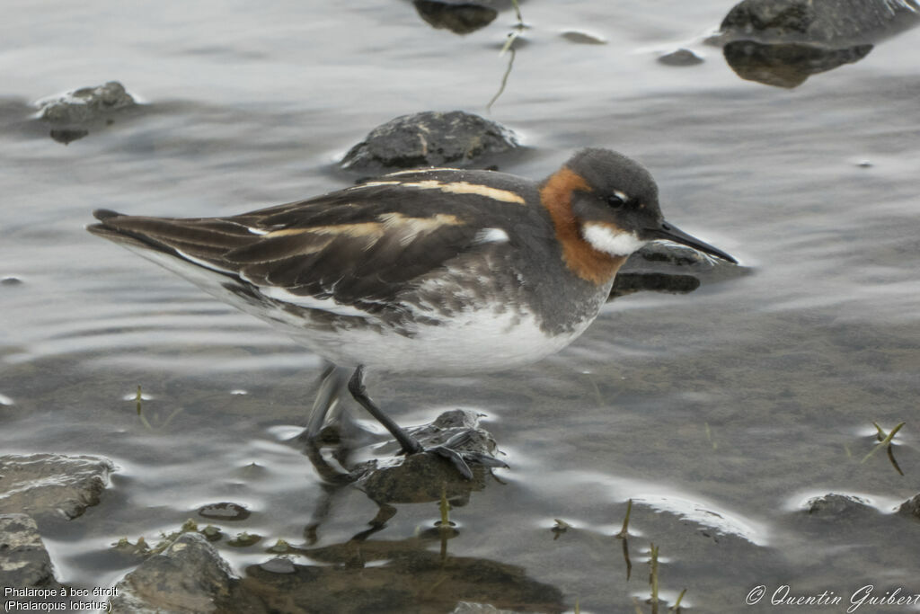 Phalarope à bec étroit femelle, identification, marche