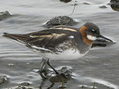 Red-necked Phalarope