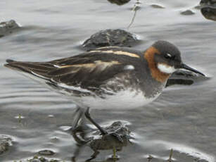 Phalarope à bec étroit