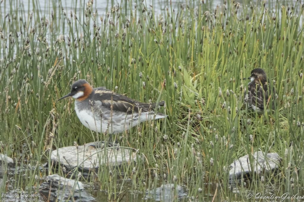 Phalarope à bec étroitadulte nuptial, habitat