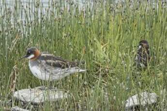 Phalarope à bec étroit