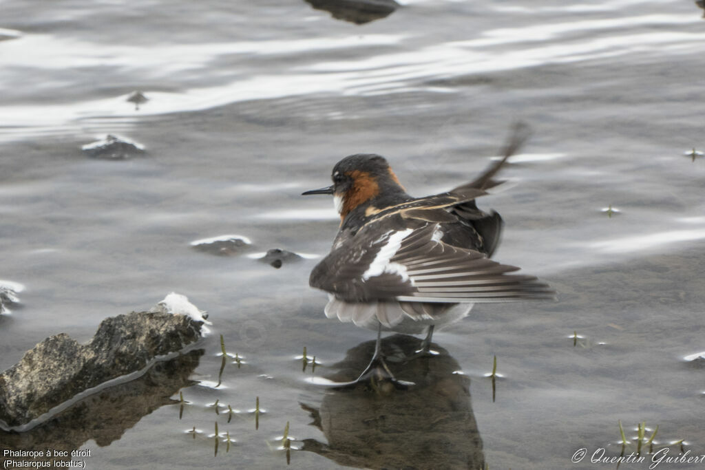 Phalarope à bec étroit femelle adulte, identification