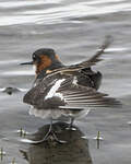 Phalarope à bec étroit