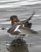 Red-necked Phalarope