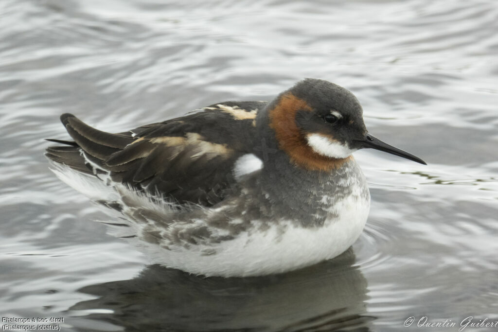 Phalarope à bec étroit femelle adulte nuptial, identification, portrait, nage