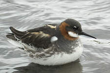 Phalarope à bec étroit