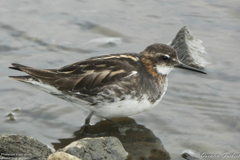 Red-necked Phalarope male adult breeding, identification, close-up portrait, pigmentation, walking