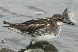 Red-necked Phalarope