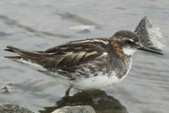 Phalarope à bec étroit