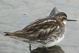 Red-necked Phalarope