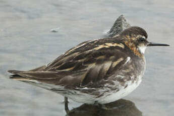 Phalarope à bec étroit