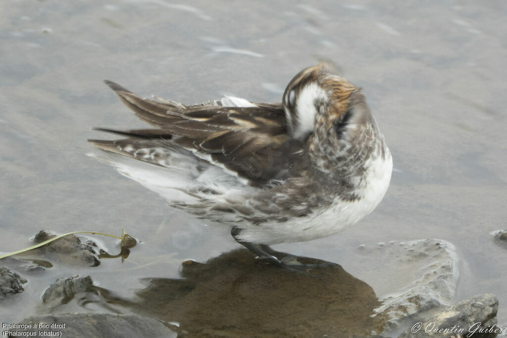 Red-necked Phalarope male adult breeding, identification, care