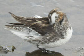 Phalarope à bec étroit