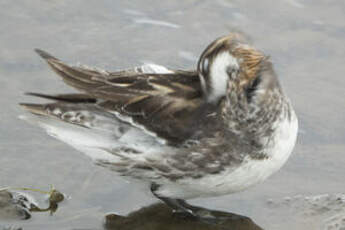 Phalarope à bec étroit