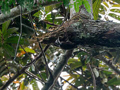 Yellow-crested Woodpecker